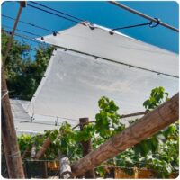 Grape Cover